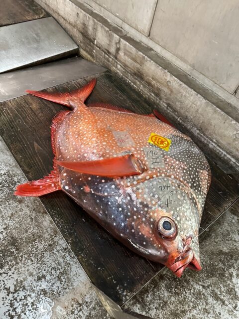 manbow1