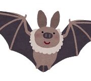 コウモリ