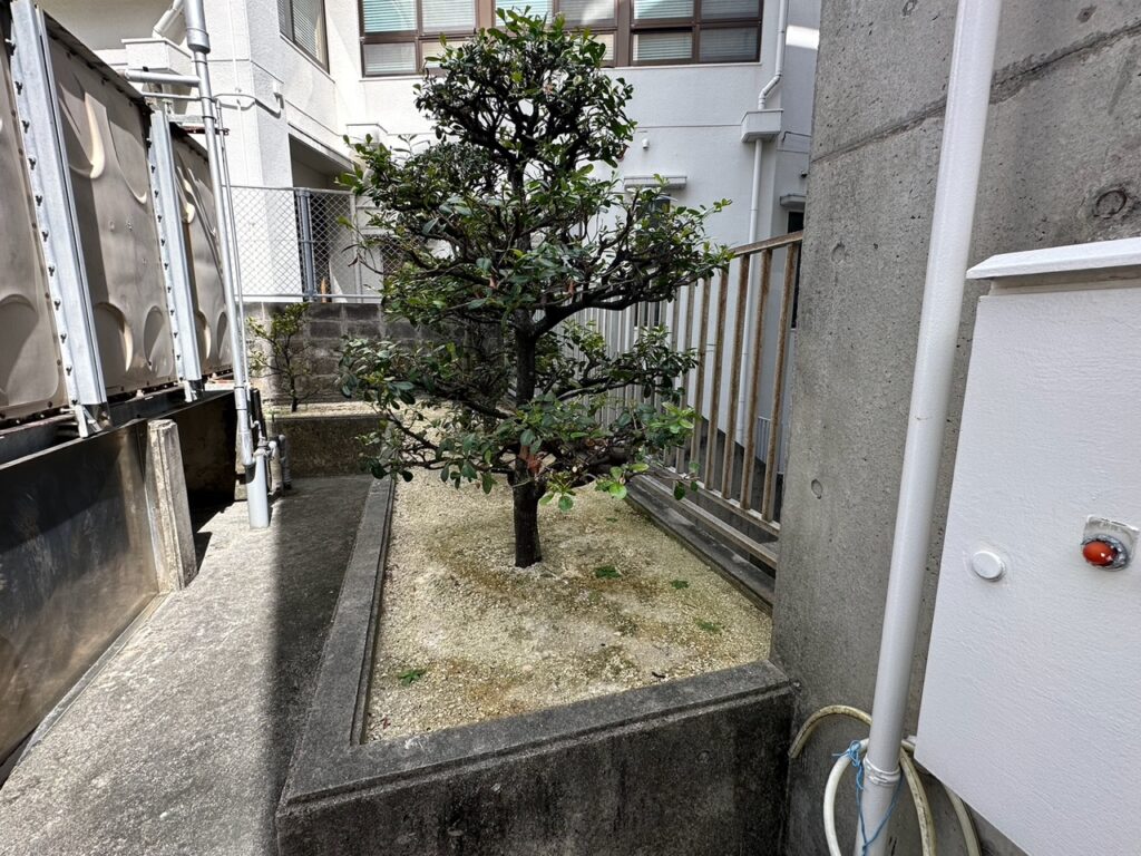 4年半経過雑草生えてません