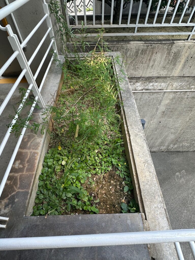 雑草