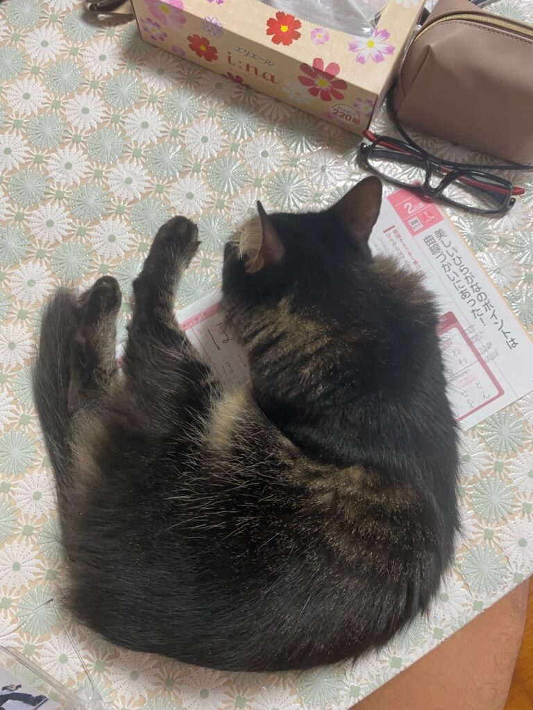 愛猫が練習の邪魔をしてきます