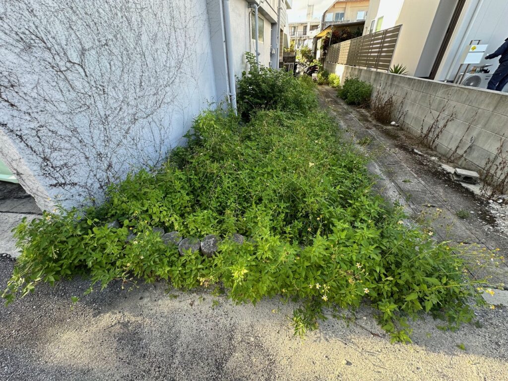 庭の雑草