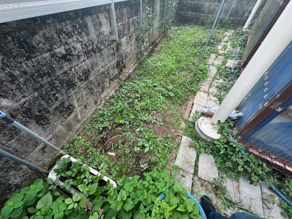 雑草が生い茂った庭