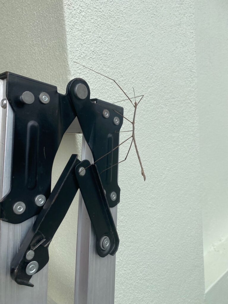 大きなナナフシ