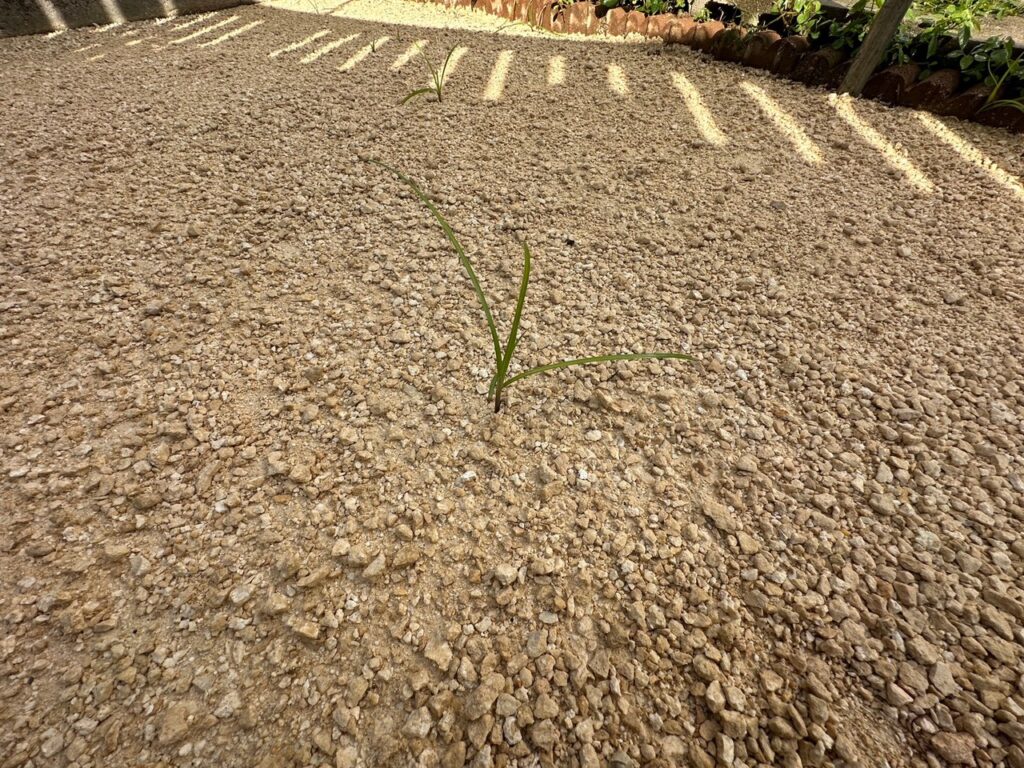 草なしくん施工後　雑草　雑草対策