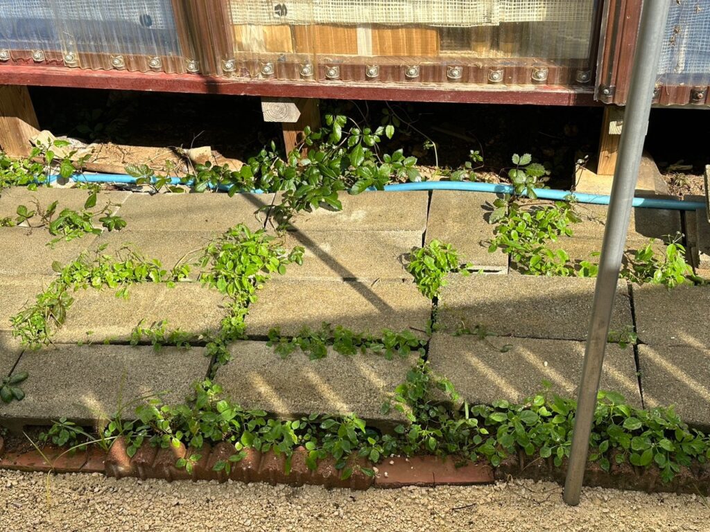施工後２ヶ月　草なしくん施工していないのに箇所　雑草が生えている