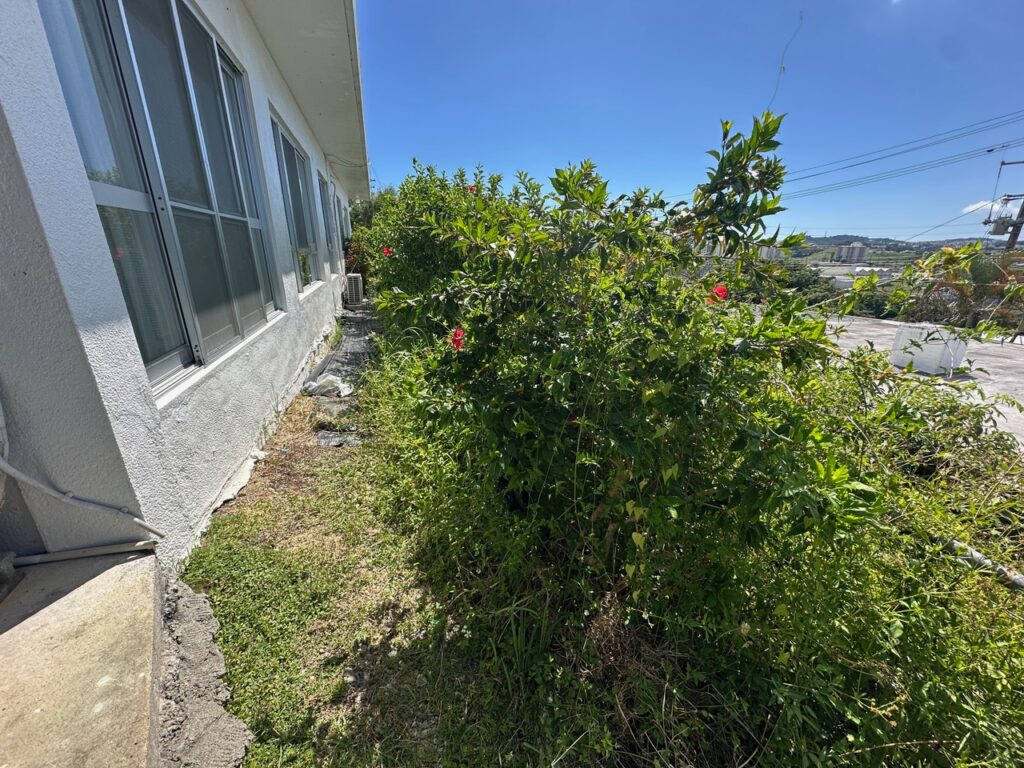 沖縄 雑草 対策