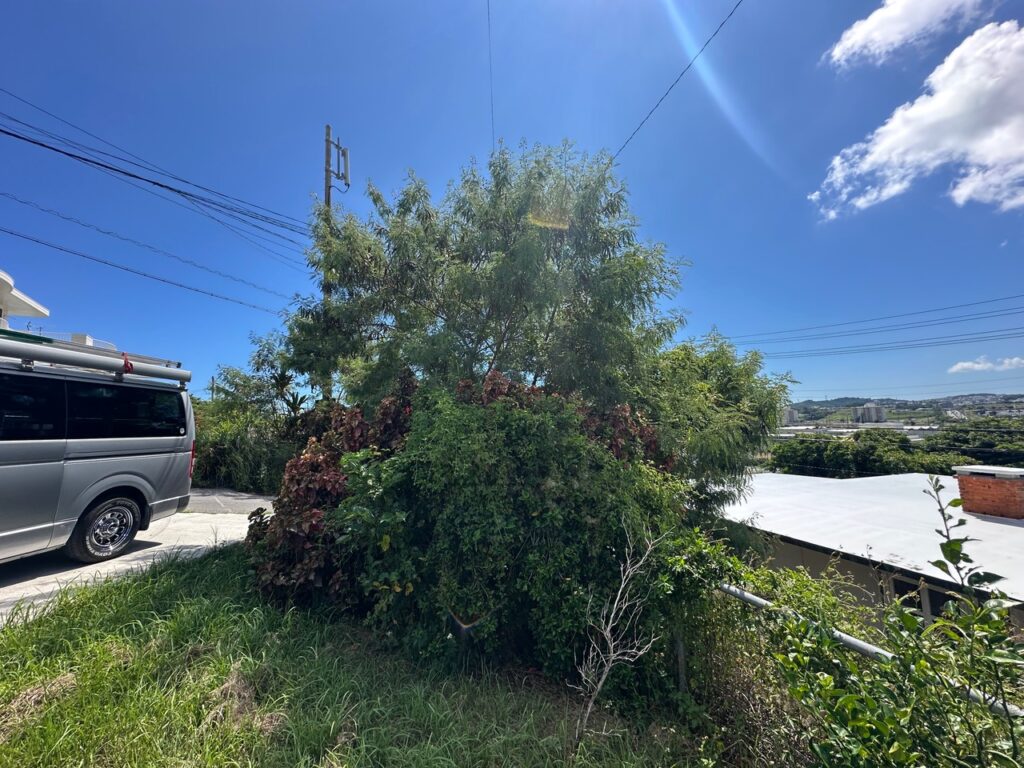 ビフォー 伸びた木 木の伐採