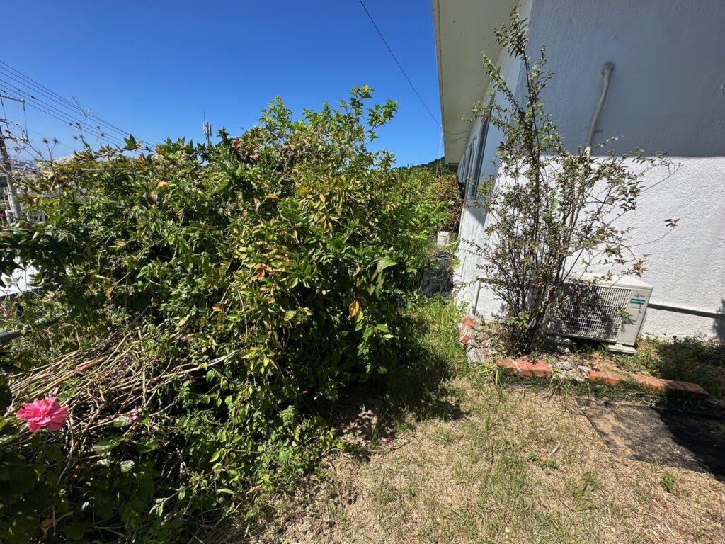 沖縄 頑固 雑草