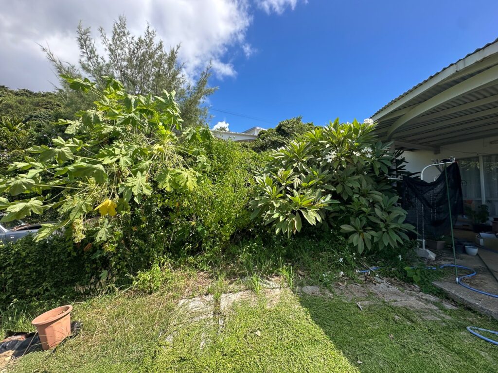 伸びた木 雑草対策 草なしくん