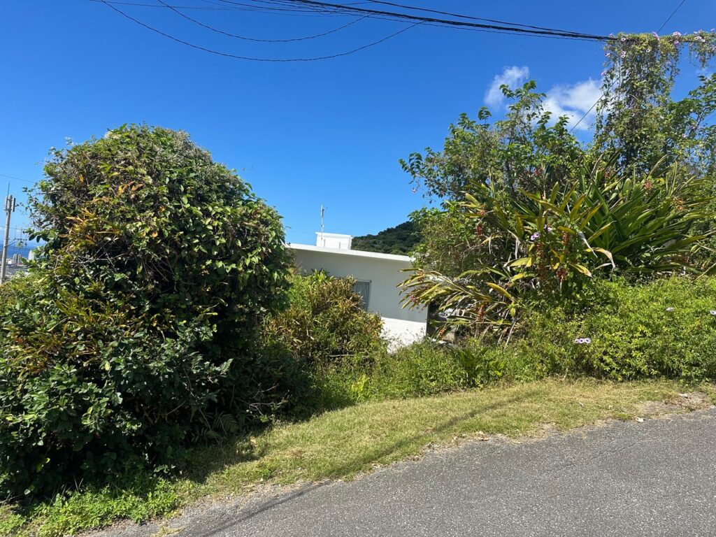 伸びた木 木の伐採前 雑草対策