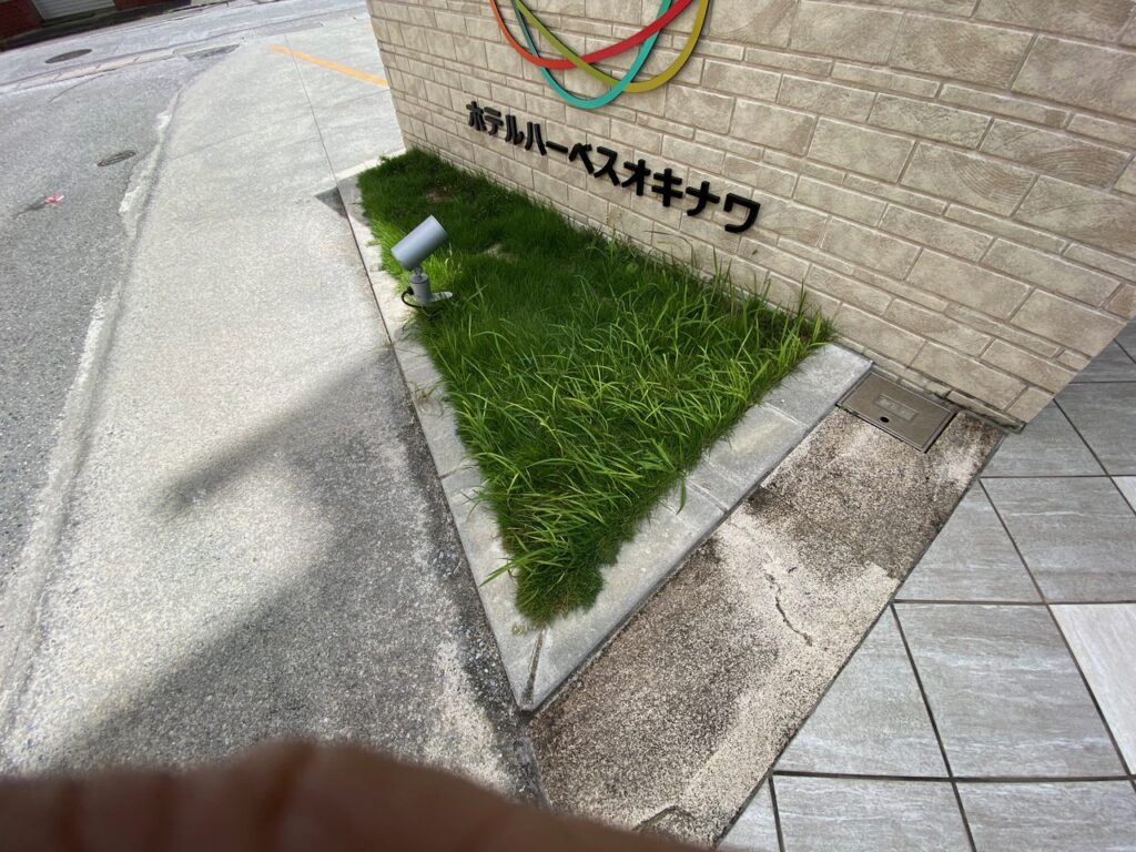 沖縄の雑草　雑草対策　頑固な雑草