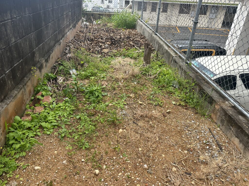沖縄の雑草　頑固な雑草　草刈り後２〜３ヶ月経過