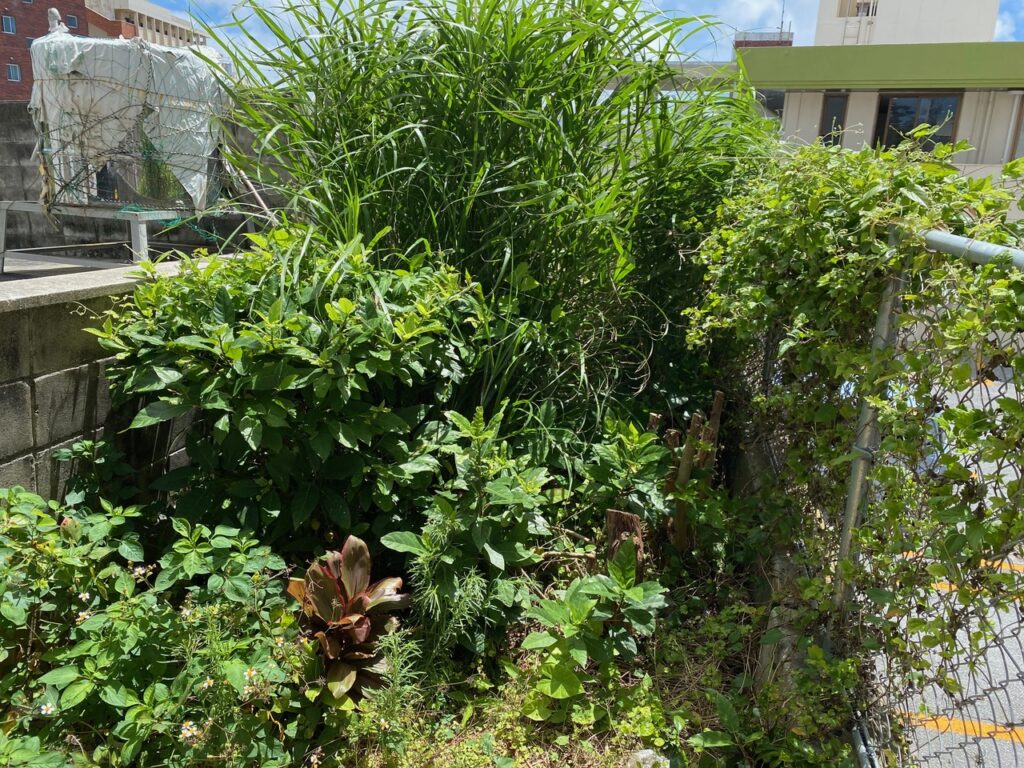 手入れ無しの状態　沖縄の雑草　頑固な雑草