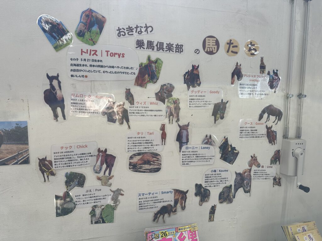 沖縄乗馬倶楽部　午年　馬