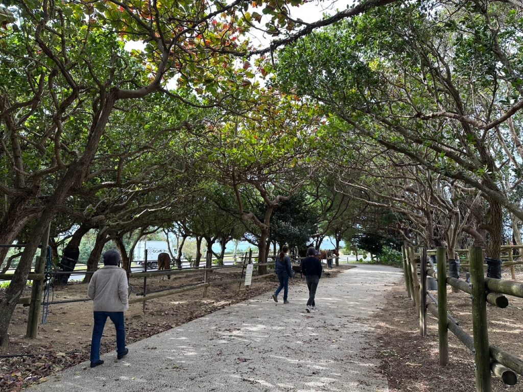 読谷　沖縄乗馬体験　