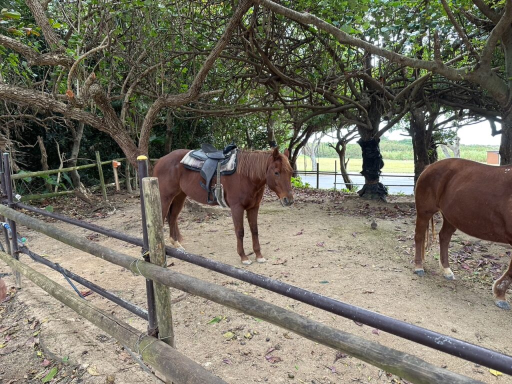 馬　乗馬体験　沖縄