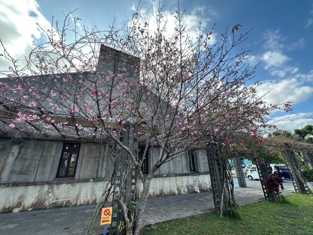 桜　寒緋桜　沖縄