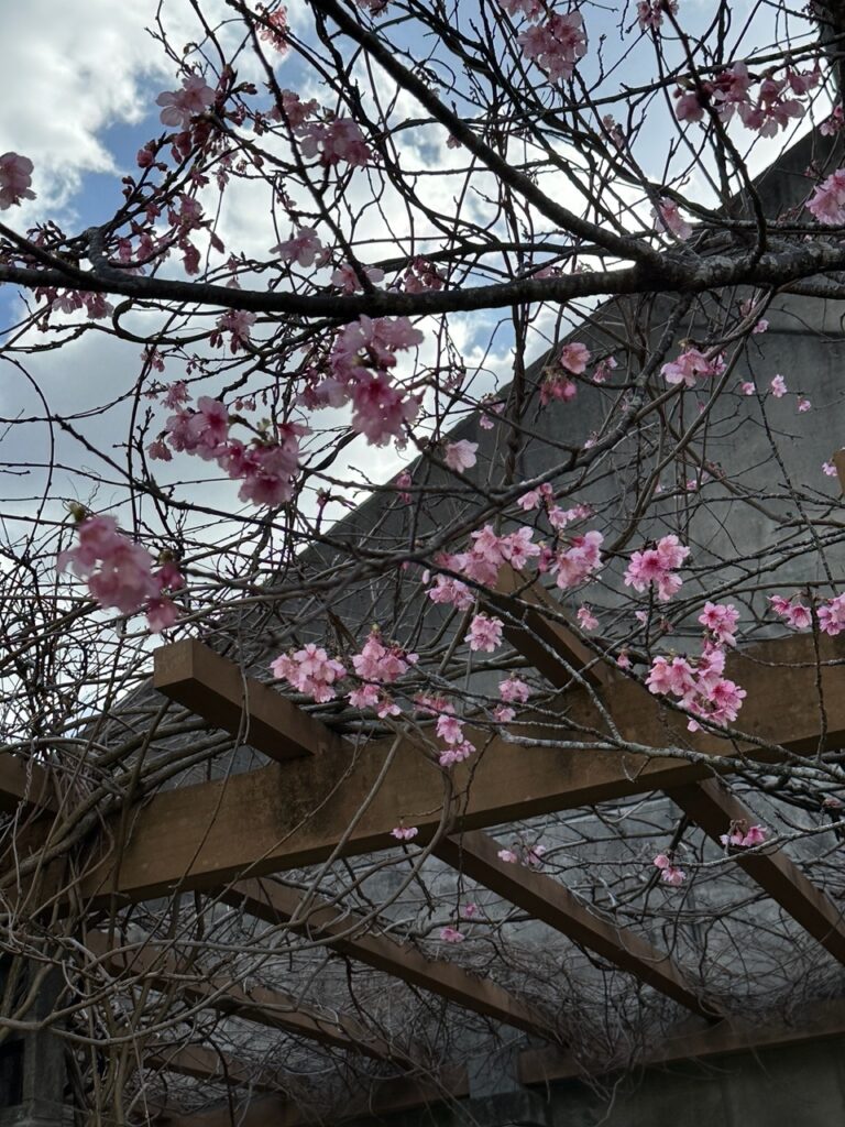 桜　寒緋桜　沖縄