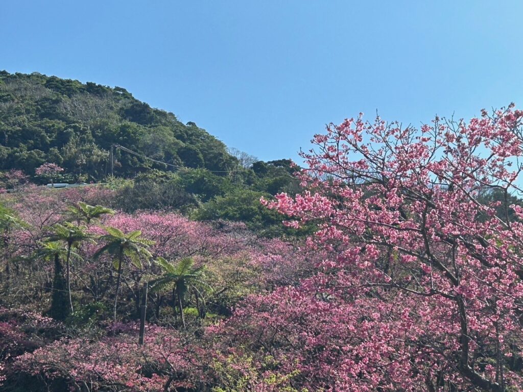 名護　八重岳　さくら
