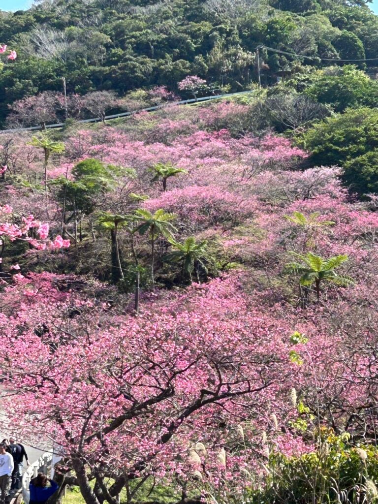 ピンク　さくら　祭り
