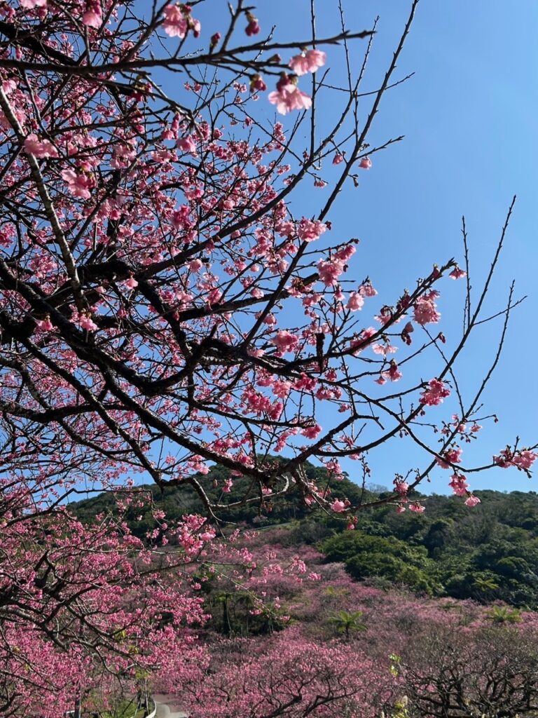 寒緋桜　さくら　祭り
