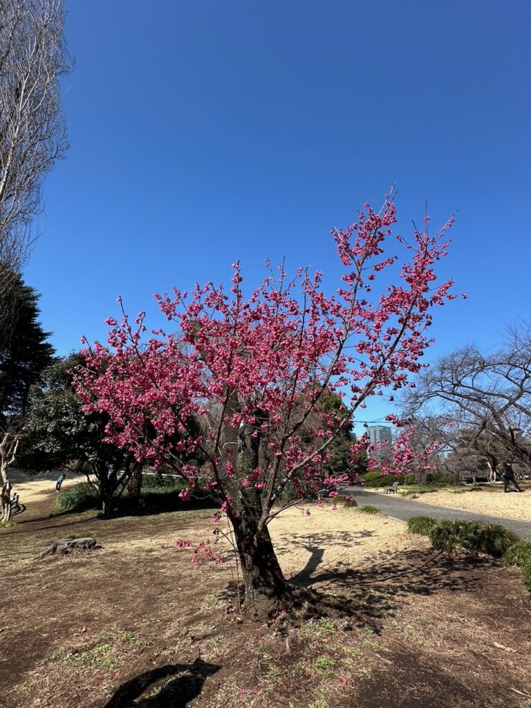桜　東京　新宿御苑