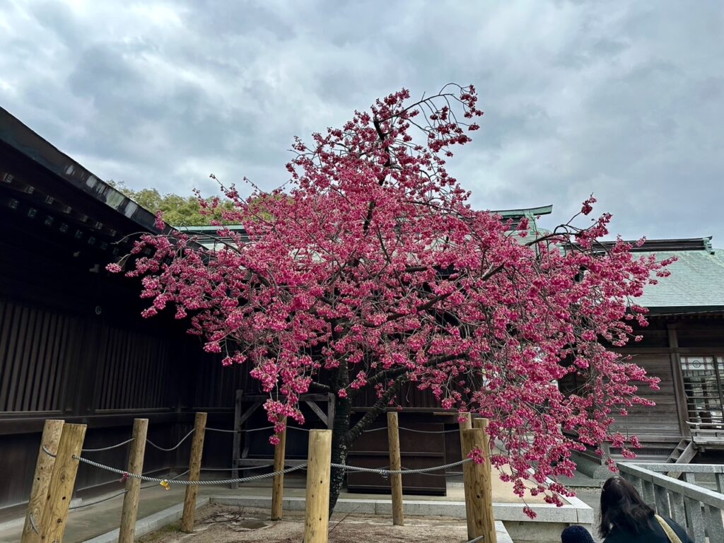 桜　光の道　福岡