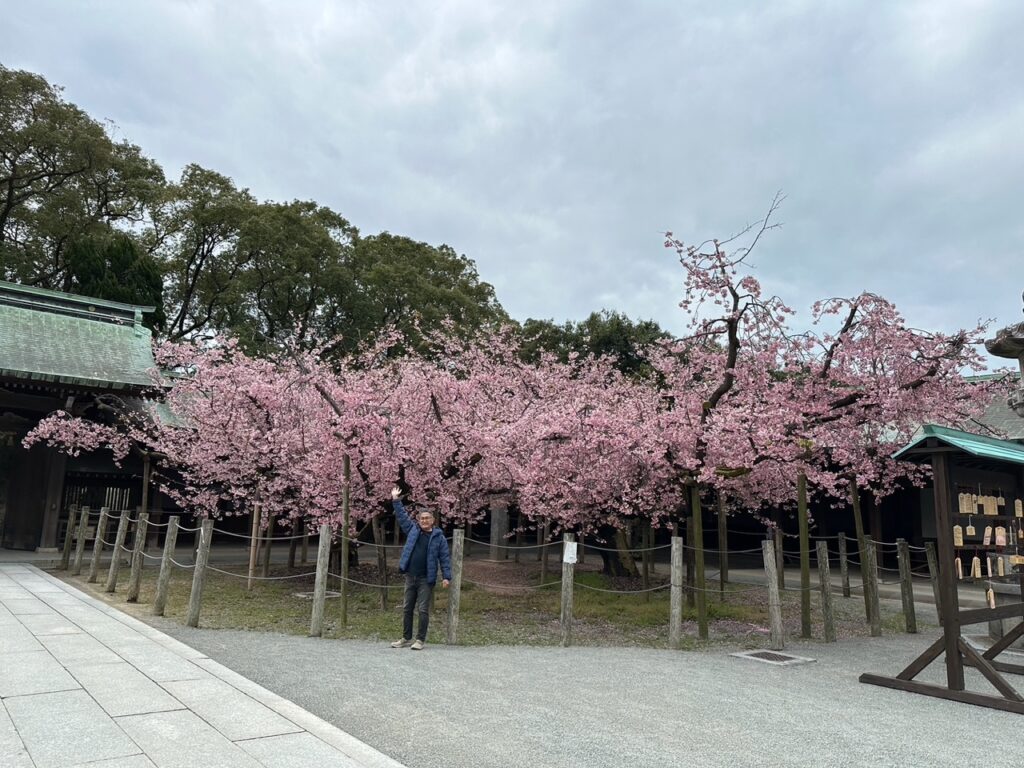 桜満開　春　嵐