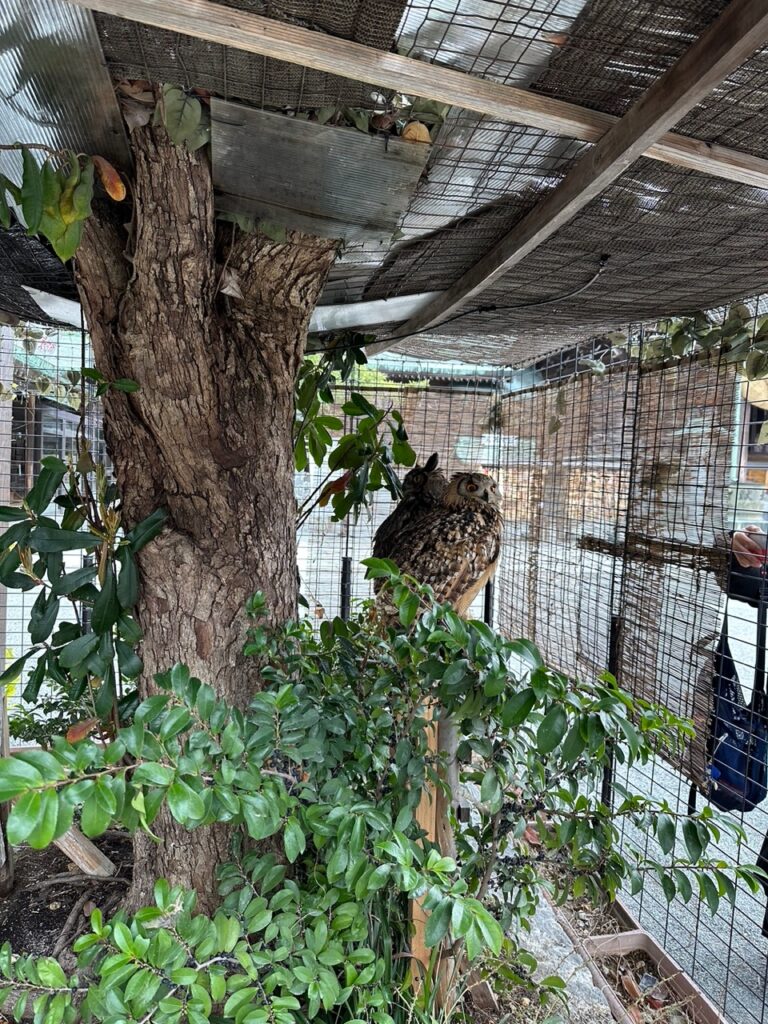 フクロウ　かわいい　宮地嶽神社