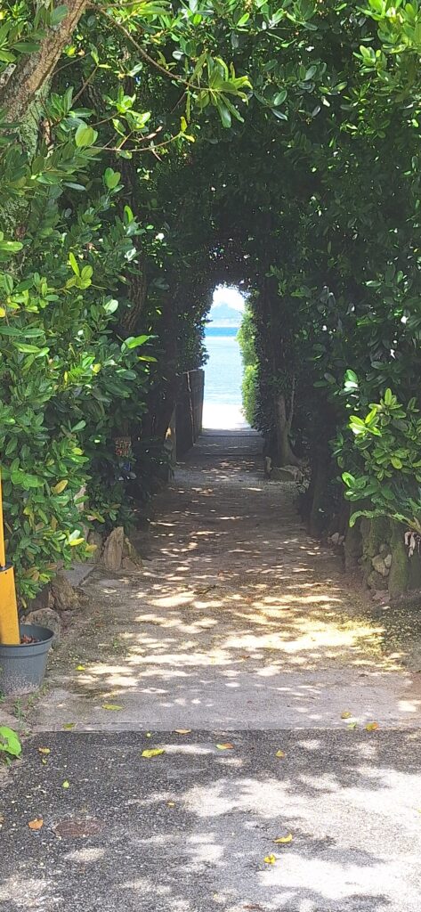 ふくぎ並木　癒し　伊江島

