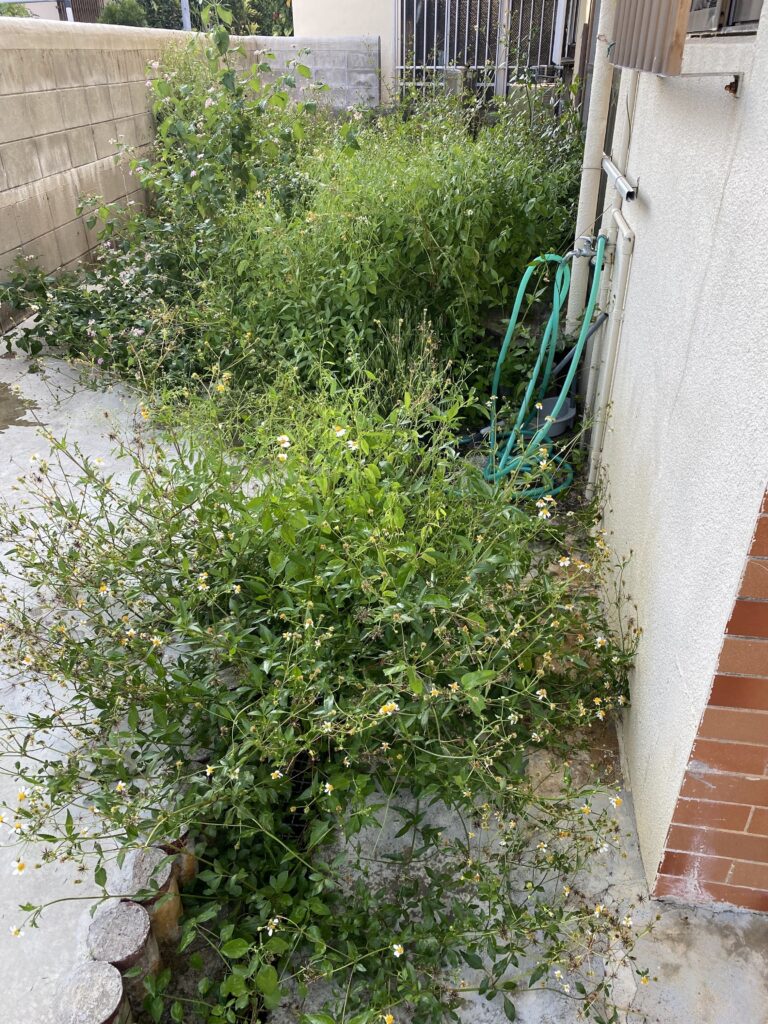 草なしくん施工前　雑草対策　裏庭