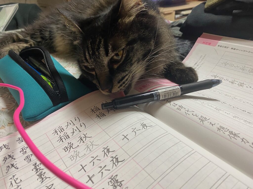 ペン おもちゃ 猫