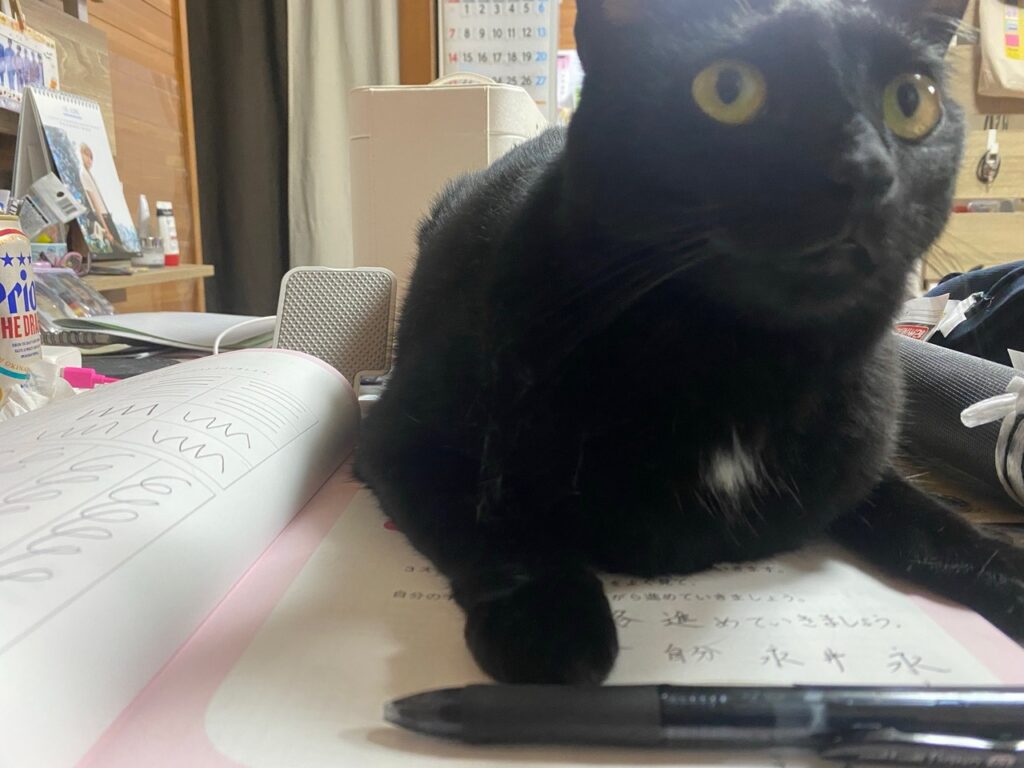 黒猫 邪魔 圧強め