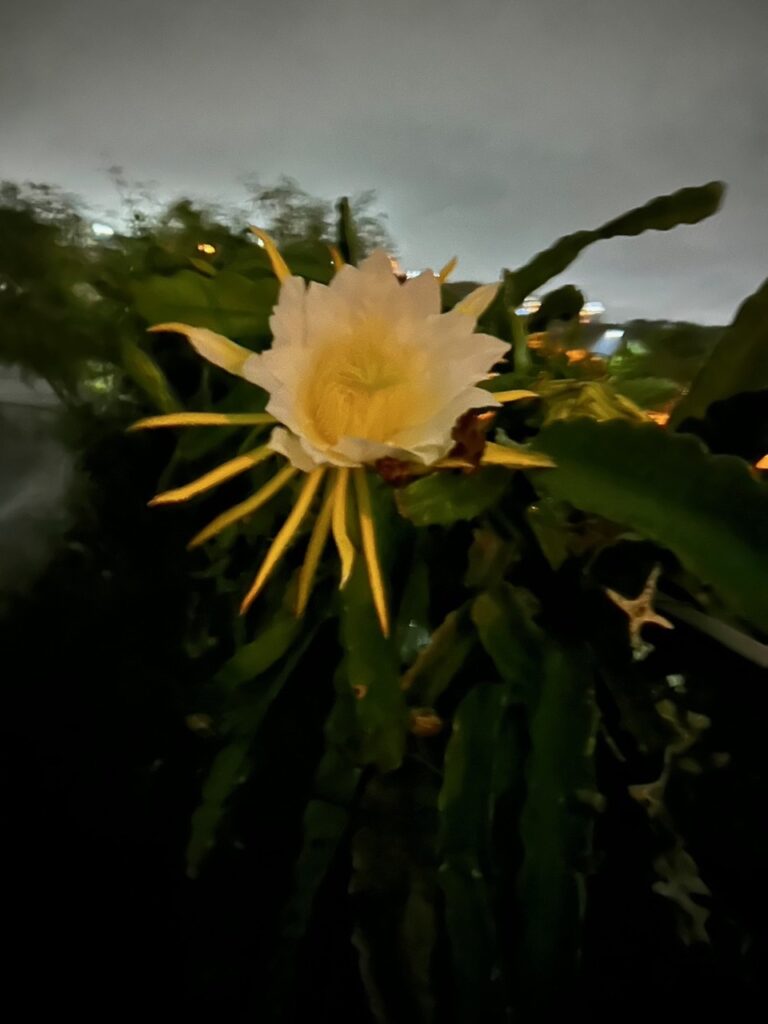 ドランゴフルーツ　開花　夜に咲く花