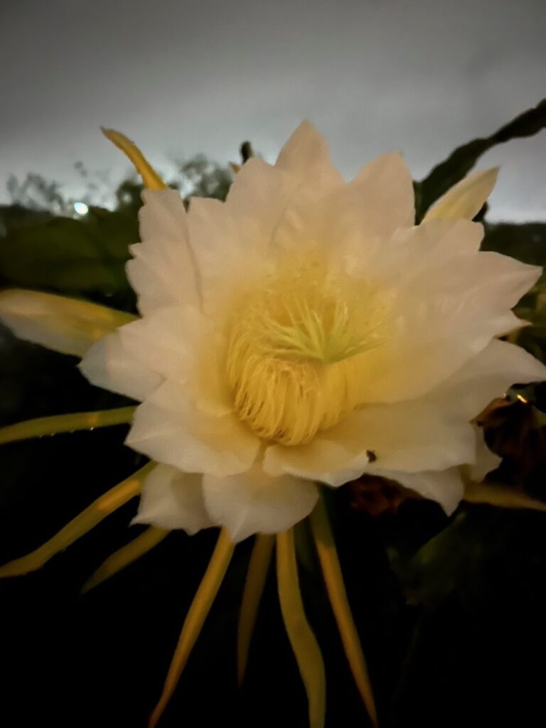 ドラゴンフルーツ　花　一夜限り