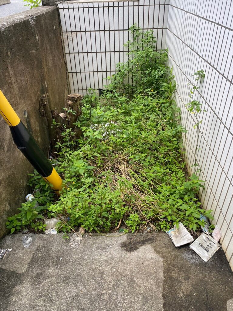 雑草対策 頑固な雑草 沖縄の雑草