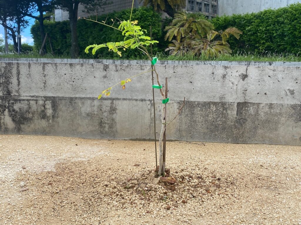 草なしくん　草刈り　雑草対策