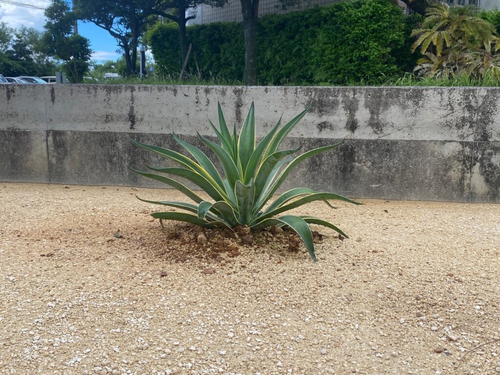 植栽そのまま　雑草対策　草かり
