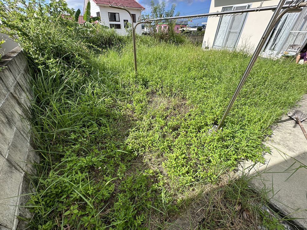 施工前：雑草が生い茂っている状態