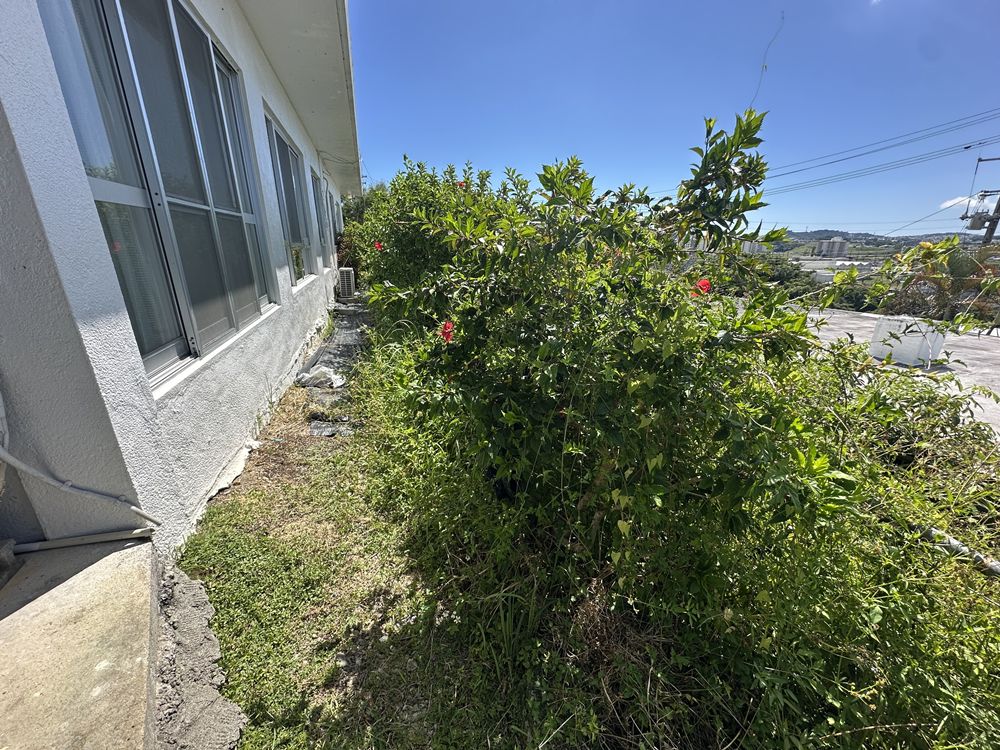 施工前：雑草が生い茂っている状態